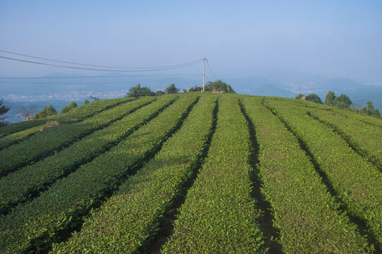 高山生态茶叶基地