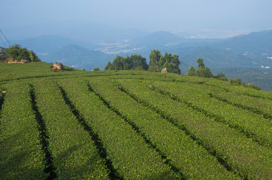 乌龙茶种植园