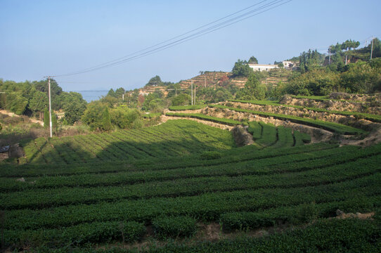 泉州南安南湖村茶园风景