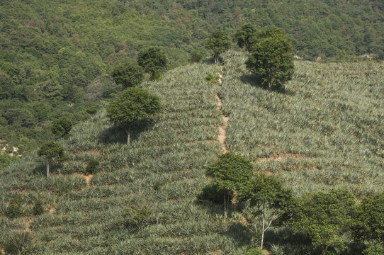 泉州南安菠萝山