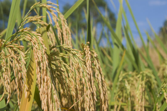 福建水稻稻穗