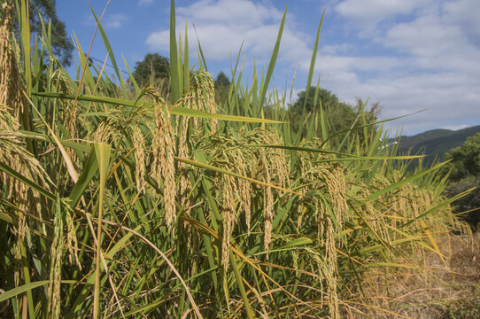 水稻稻子田园风