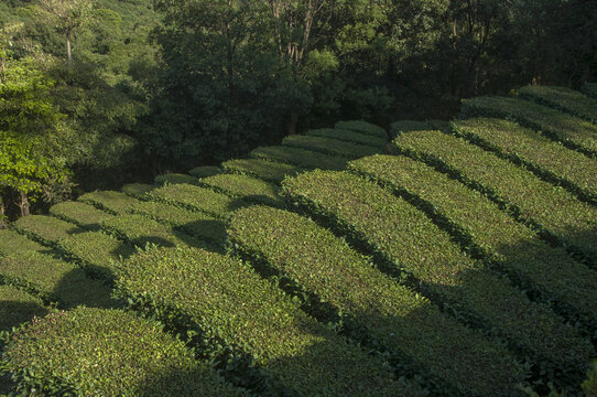 茶园茶叶基地