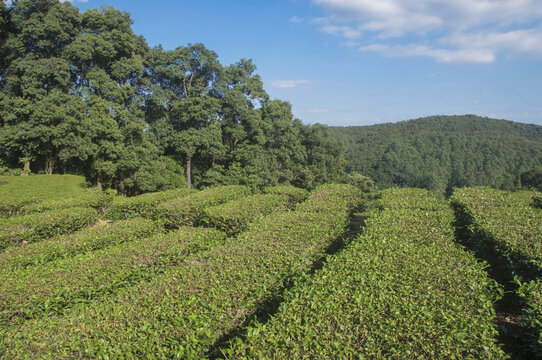 高山茶园自然景观