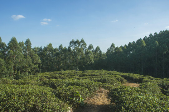 茶园森林自然景色