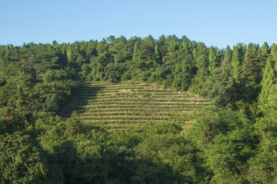 山林梯田风景