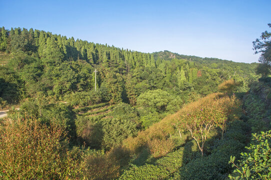 罗山林场林木风景