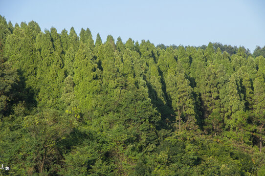 青山绿岭森林
