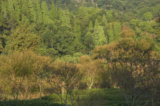 泉州南安罗山林场风景