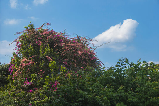 三角梅绿丛花丛