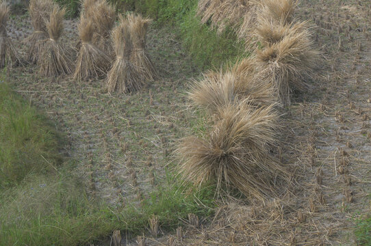 田野稻草