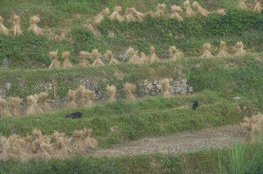 乡村田园梯田秋后风景