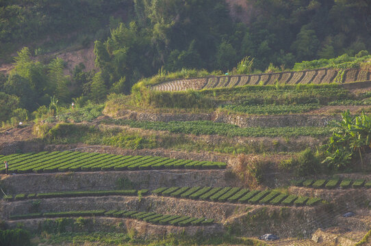 观山村梯田农田