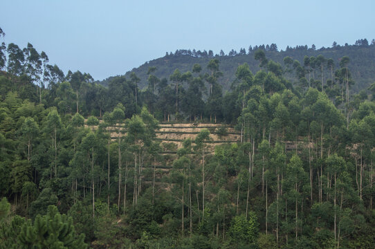 茶山桉树林