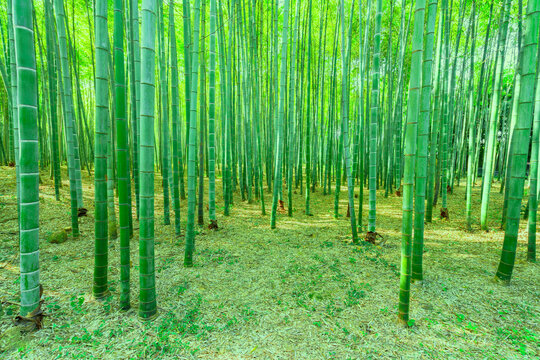 绿竹林竹子竹杆