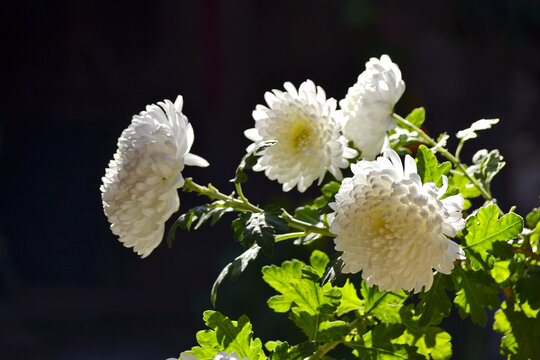 白菊花