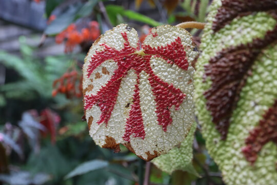 铁甲秋海棠叶子