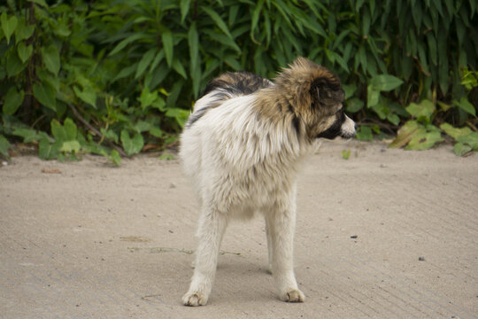 中华田园犬