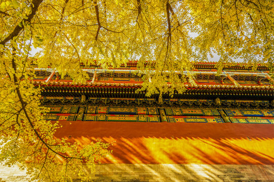 北京故宫宫殿红墙和银杏