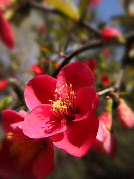 红海棠向阳花开