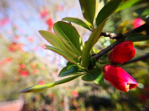 红海棠花叶相伴