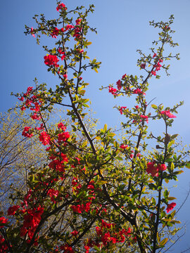 红海棠繁花一树
