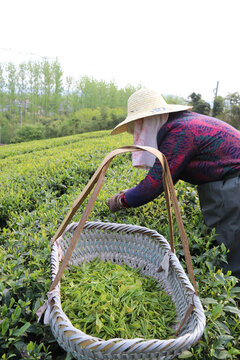采茶茶叶采茶的工作人员莫干山