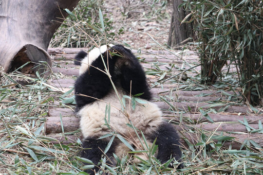 害羞的熊猫
