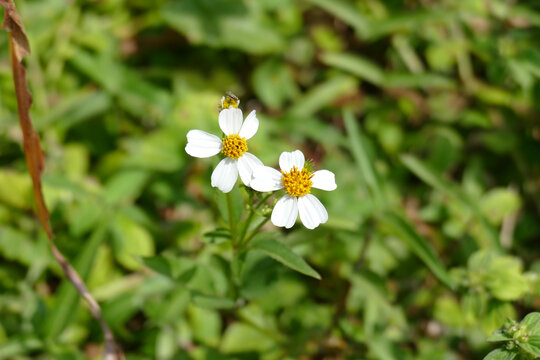 野菊花