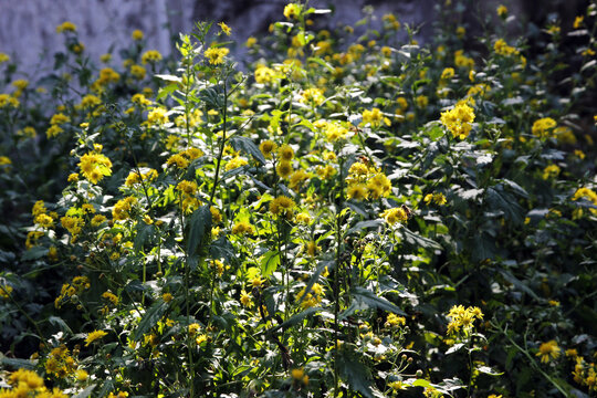 野雏菊