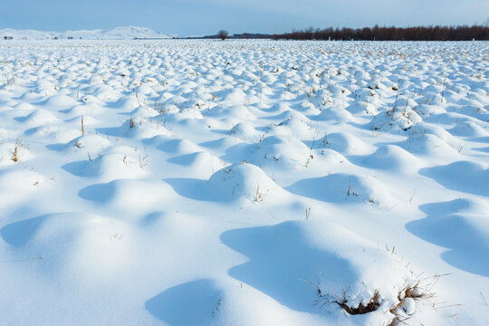 冬季湿地雪包