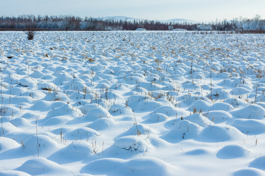 冬季湿地雪包