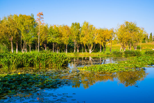 昆明滇池湿地