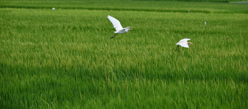稻田上的白鹭