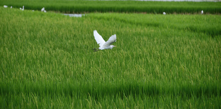 稻田里的白鹭