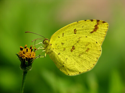 一只吸食花蜜的黄粉蝶