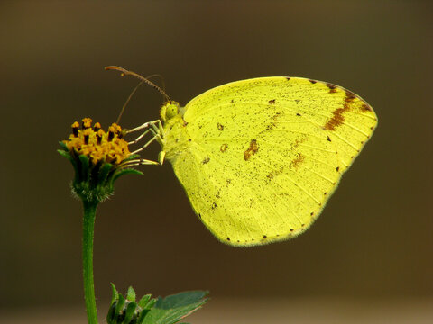 一只吸食花蜜的黄粉蝶