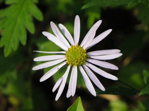 野生马兰的开花期