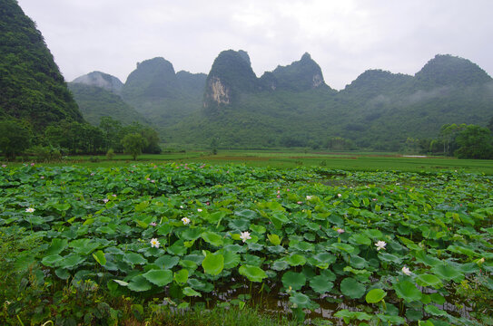 乡村农业荷塘青山绿色风景