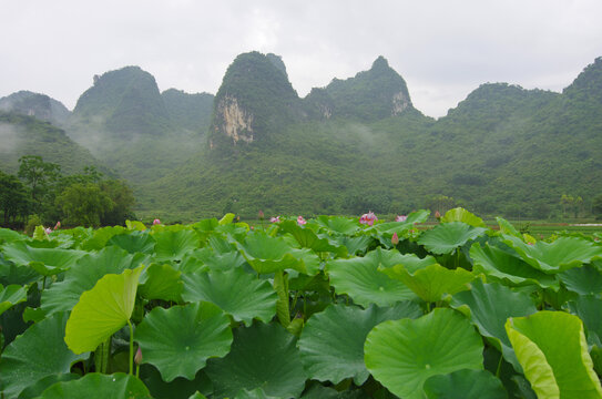 乡村农业荷塘青山绿色风景