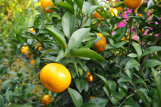 果园水果农业经济作物柑橘柑桔