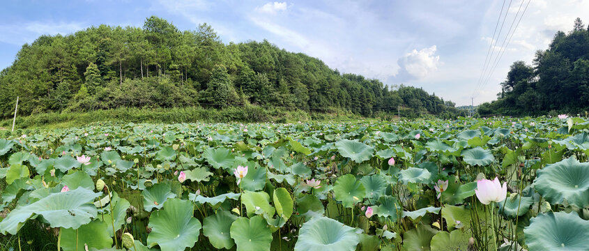 莲田全景高清