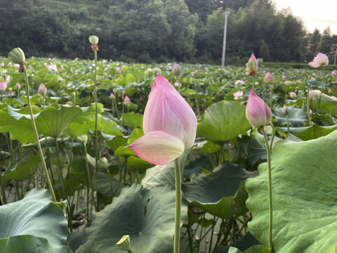 荷花丛中独一朵特写