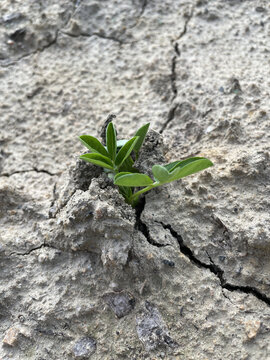 嫩绿的幼苗破土而出