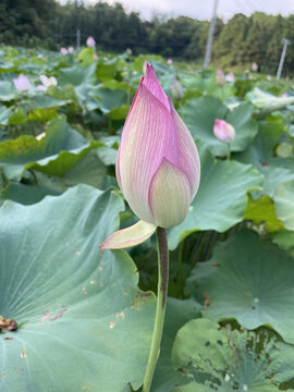 唯美荷花高清特写