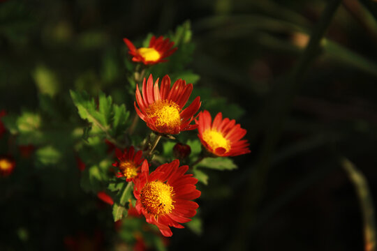 火红的菊花