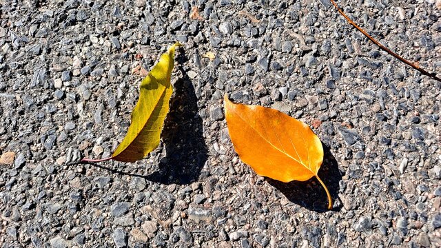 地面上两片漂亮的叶子