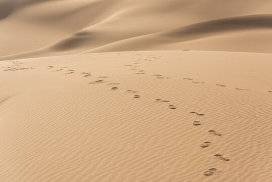 沙漠中的脚印