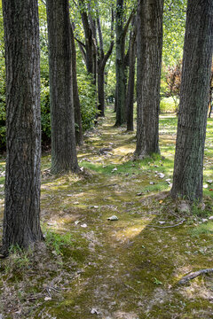 公园树林中的小路