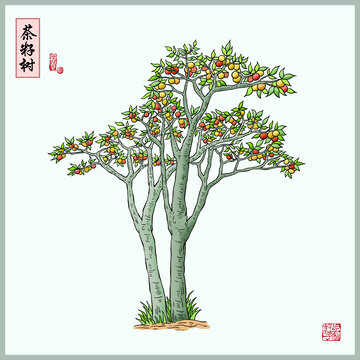 茶籽树插画